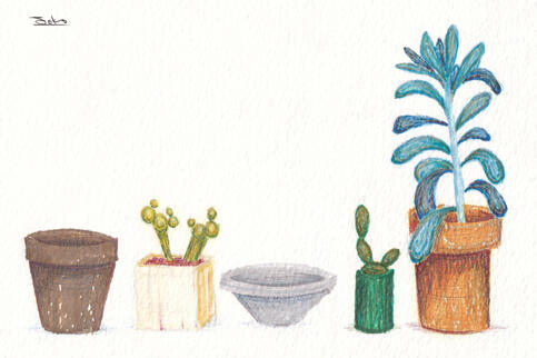 Succulent Pots